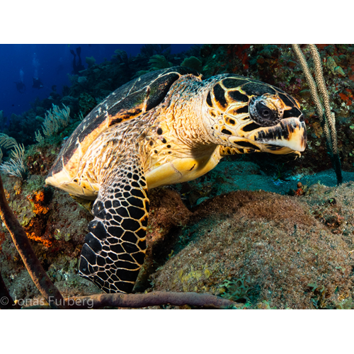 Sea Turtle Awareness